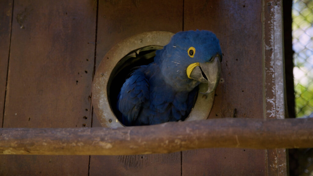 Arara Azul