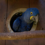 Arara Azul